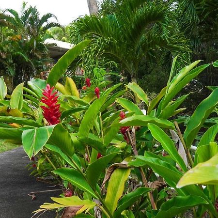 Color Garden - Studio Martinique Sainte-Anne Zewnętrze zdjęcie