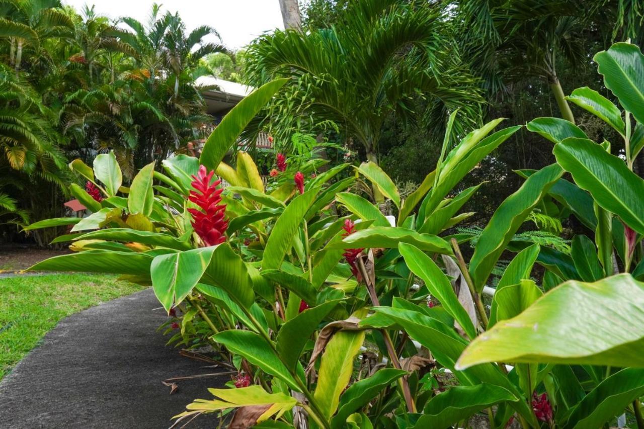 Color Garden - Studio Martinique Sainte-Anne Zewnętrze zdjęcie